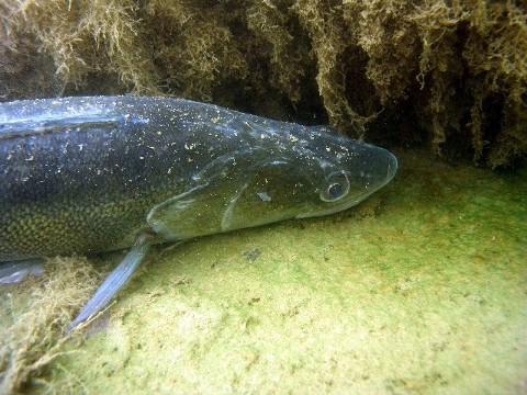 Zander