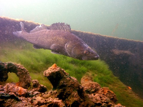 Zander