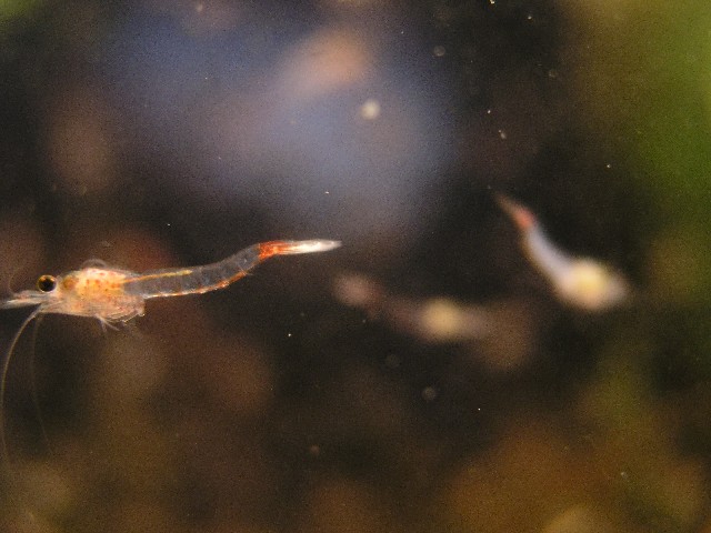 Schwebegarnele